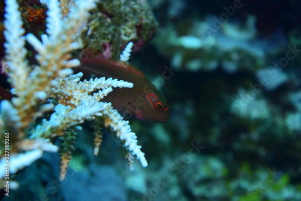 Obraz 石垣島 9068