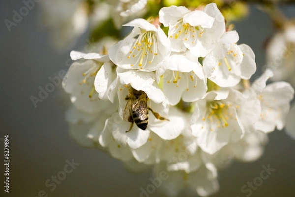 Obraz Apfelbluete mit Biene