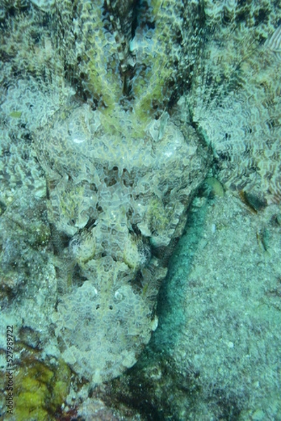 Obraz 石垣島 9086