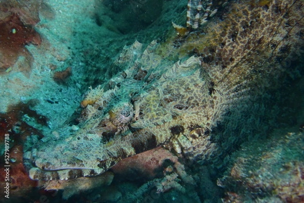 Obraz 石垣島 9089