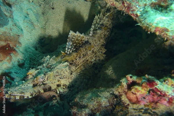 Obraz 石垣島 9090