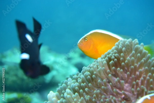 Obraz 石垣島 9099