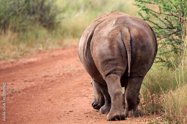 Obraz Rhino from the rear