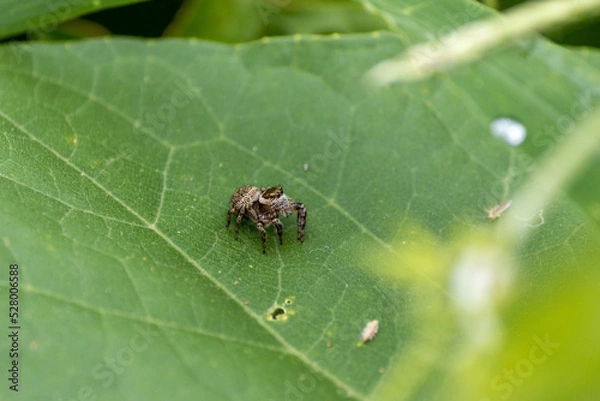Fototapeta 素早く跳ね回るハエトリグモ