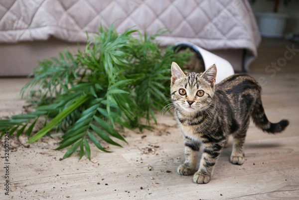 Obraz The cat overturned a pot with a flower on the floor.