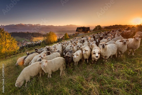 Fototapeta Sheep grazing in the pasture, with a view of the Tatra Mountains. Giewont, Poland. 
Owce na wypasie na hali, z widokiem na Tatry, giewont i podhale, jesień. Miejscwość Gliczarów Górny.  