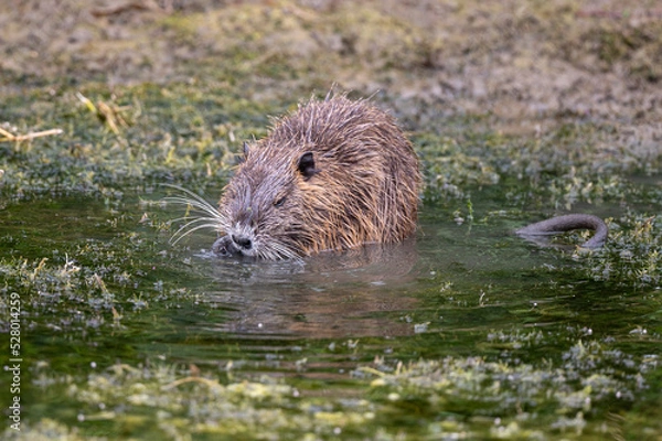 Fototapeta Myocastor coypus - Coypu - Ragondin