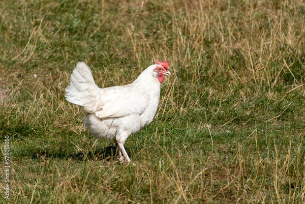 Obraz chicken on the grass