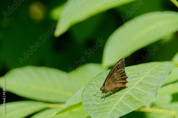 Obraz großes Ochsenauge