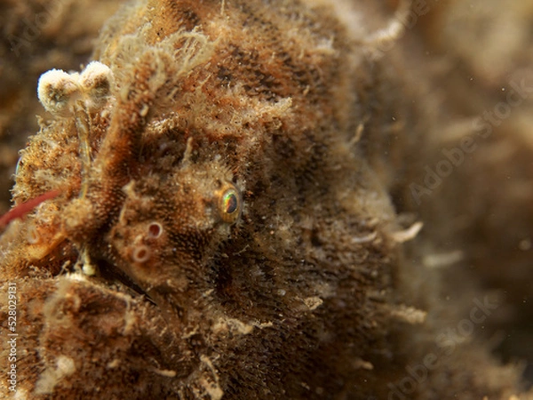 Obraz Frog anglerfish with a plain body color