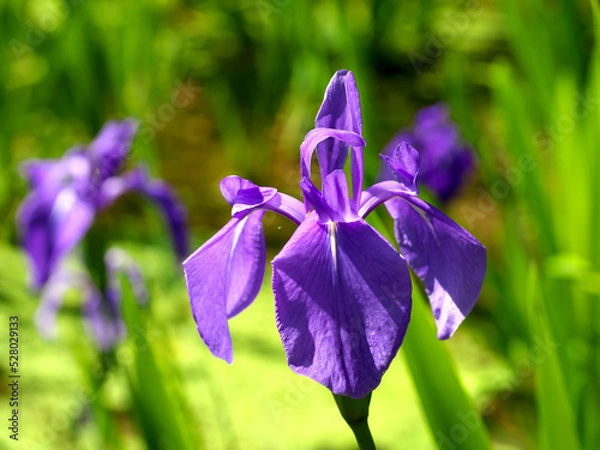 Obraz Purple iris flowers blooming in wetlands
