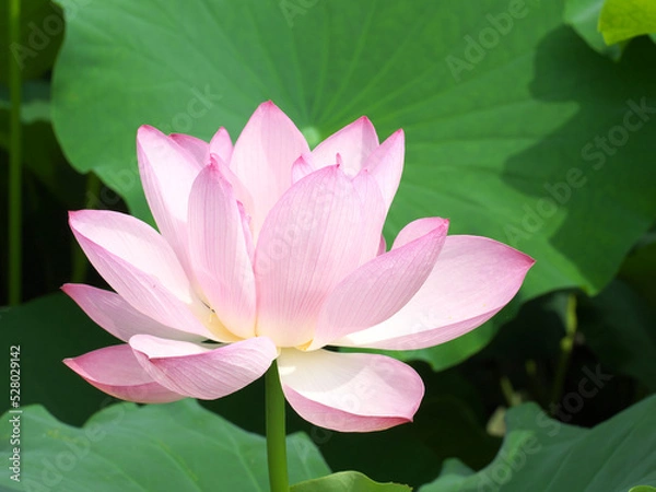 Obraz Pretty pink lotus flower in bloom