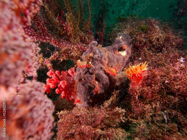 Obraz A frogfish beside a soft coral