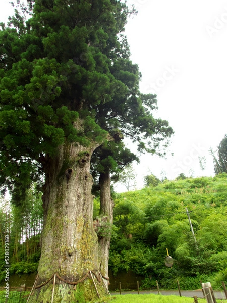 Obraz A large sacred cedar tree on a cloudy day