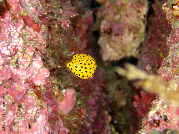 Obraz A cute little boxfish in a crevice between rocks