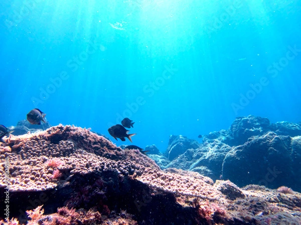 Obraz Coral reefs and beautiful underwater scenery
