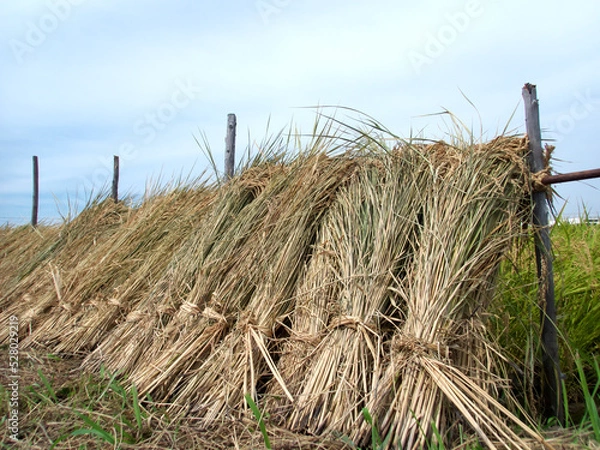 Obraz Sheaf of rice being dried