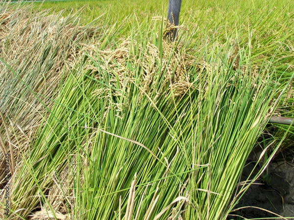 Obraz Sheaf of rice being dried