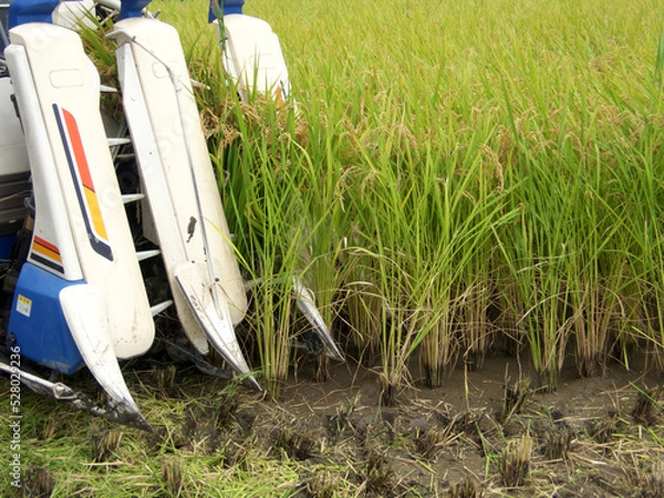 Obraz Rice being harvested with a combine harvester