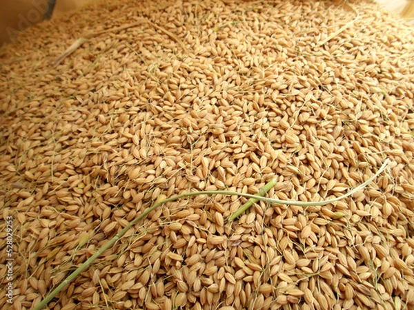 Obraz a heaping pile of rice