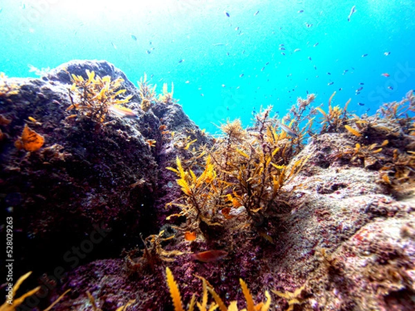 Obraz Seaweed growing on rocks and the blue sea