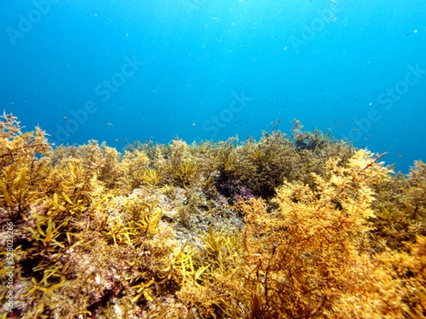 Obraz Undersea seaweed and beautiful sea