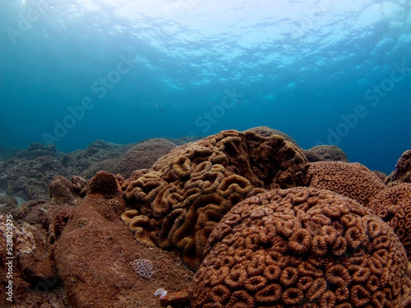 Obraz Undersea coral and beautiful sea