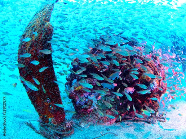 Obraz Undersea objects and a school of fish