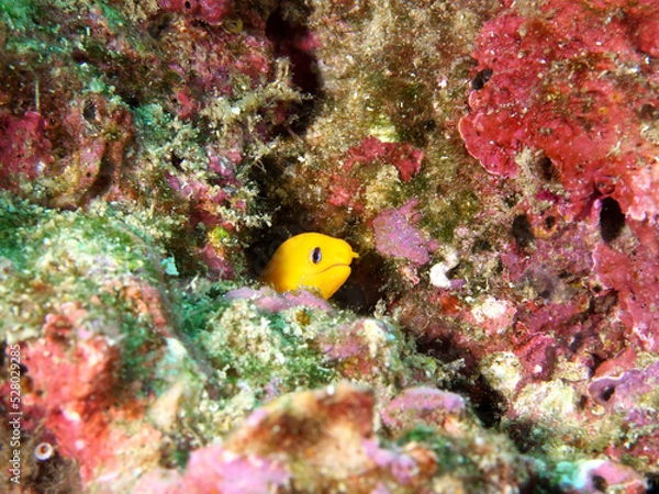 Obraz Golden Eel Moray of Happiness