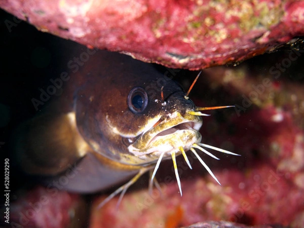 Obraz A ferretfish hiding in a crevice between rocks