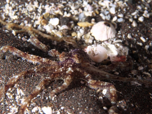 Obraz A small octopus that mimics the sand