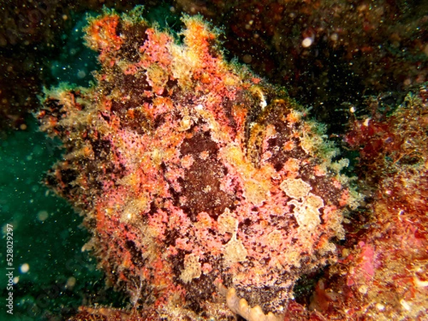 Obraz Giant frog anglerfish mimicking its environment