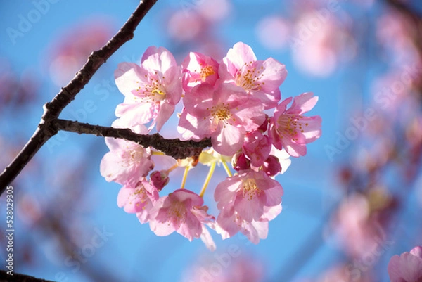 Obraz Sakura blooming in sunny weather