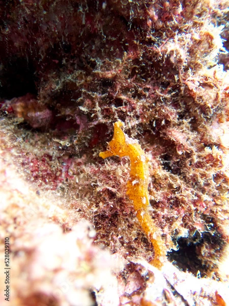 Obraz A seahorse mimicking on rocks