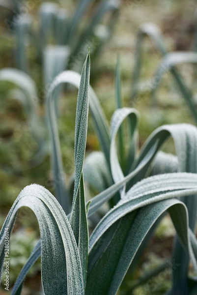 Obraz frozed vegetable in winter garden