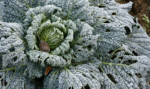 Obraz frozed vegetable in winter garden
