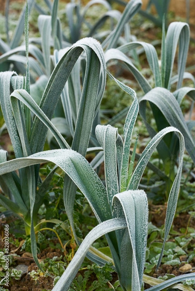 Obraz frozed vegetable in winter garden