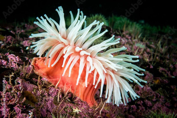 Obraz Northern Red Anemone underwater in the St. Lawrence River
