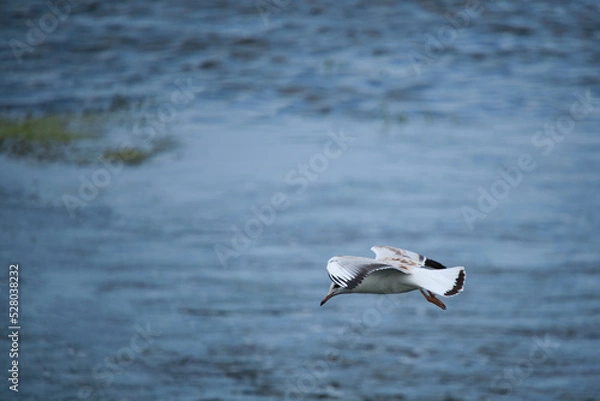 Obraz Seagull chick hovering over water.