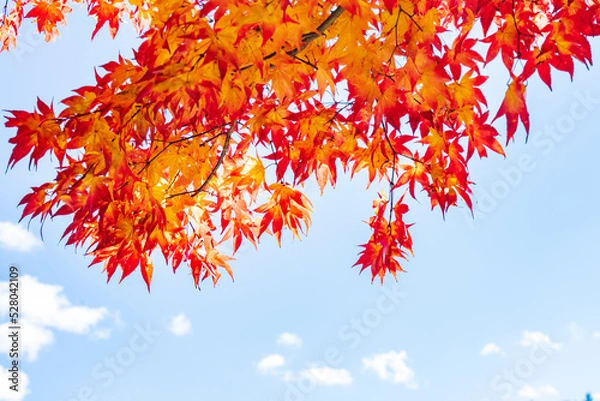 Fototapeta 【長野県】蓼科湖の紅葉