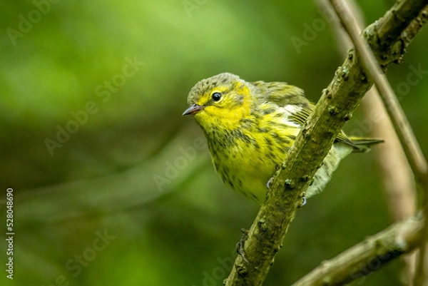 Obraz Pine Warbler