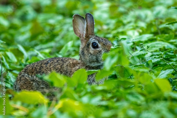 Obraz Cottontail