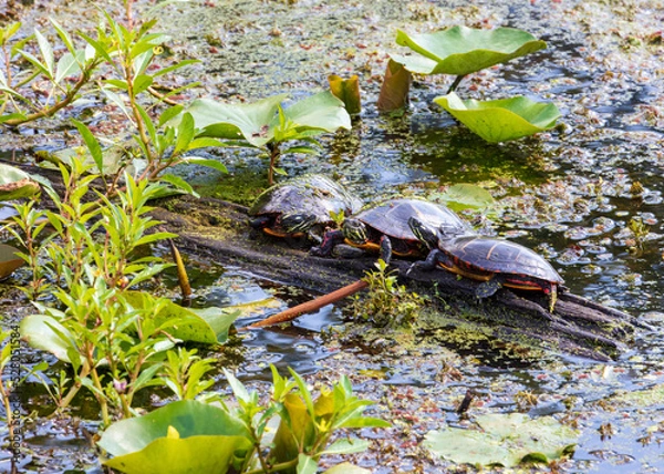 Fototapeta Three painted turtles on a log in a pond with green algae weeds 