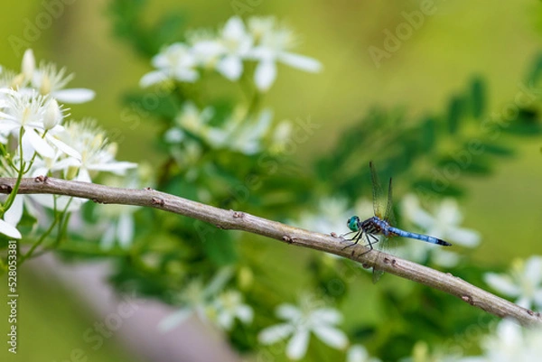 Fototapeta Blue Eastern Pondhawk Dragonfly Male resting on branch with flowers ( Erythemis simplicicollis ) 