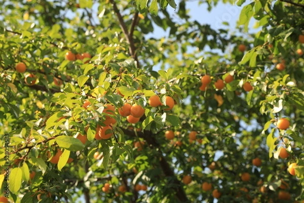 Fototapeta ripe yellow cherry plum on tree branches