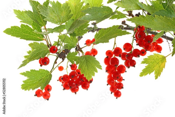 Fototapeta Branch of red currants isolated on white