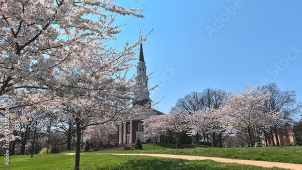 Obraz blossom in spring, cherry trees in flower in front of small church on the campus of American University, Maryland, USA