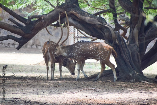 Obraz Spotted deer is standing under a tree