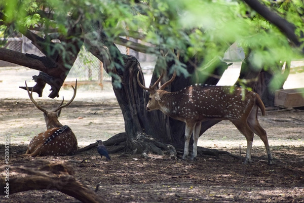 Obraz Spotted deer is standing under a tree
