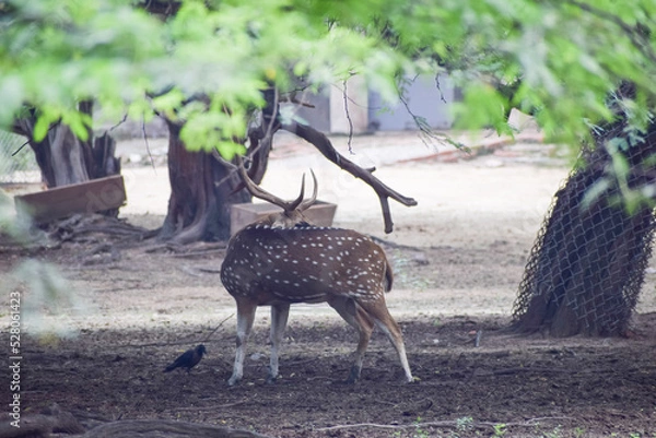 Obraz Spotted deer is standing under a tree
